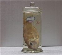 藏品(黑異鯛)的圖片